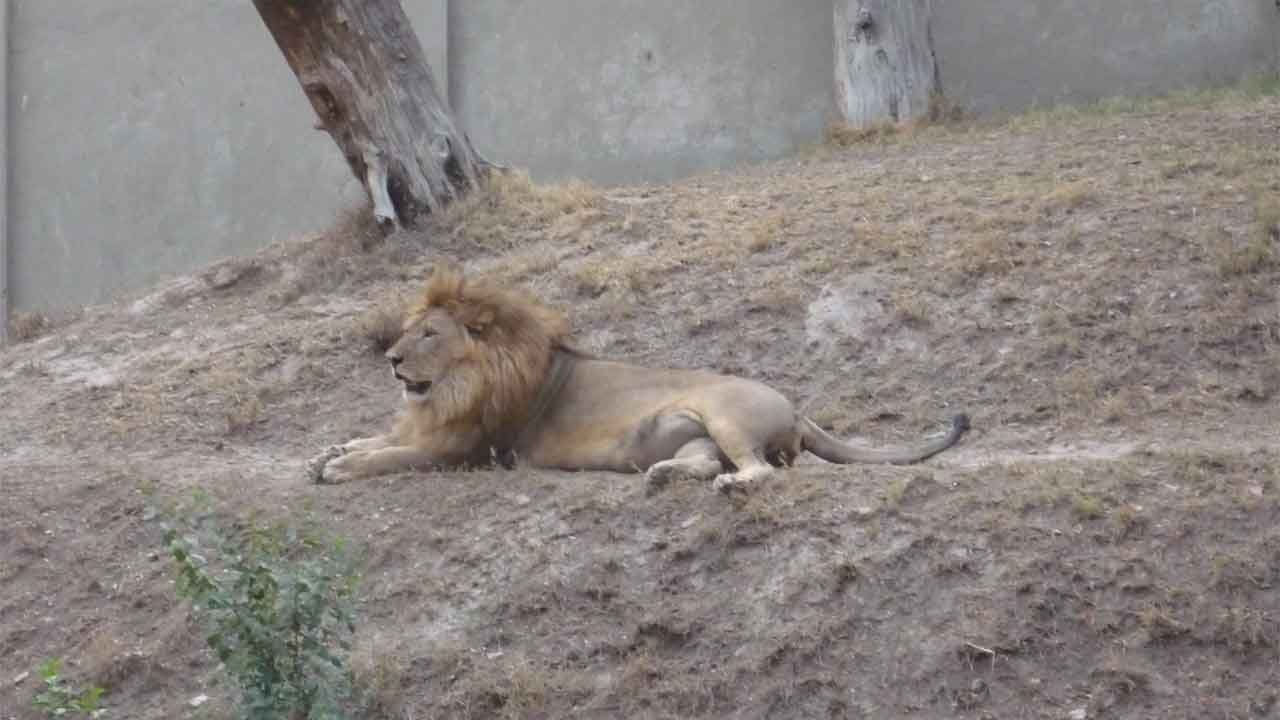 راولپنڈی کے ایک گھر سے بھی شیر برآمد،مقدمہ درج