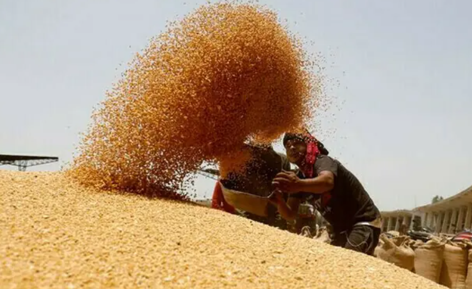 اربوں روپے کی درآمدی گندم خراب ہونے کے باعث فروخت نہ ہونے کا انکشاف