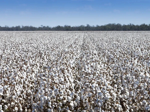کاٹن ایئر 2025-26، ملک میں کپاس کی مجموعی پیداوار مقررہ ہدف سے 45 فیصد کم