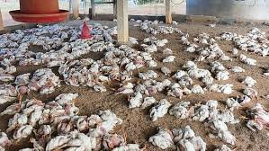 India suspends sale of chicken and eggs after bird flu outbreak; thousands of birds destroyed