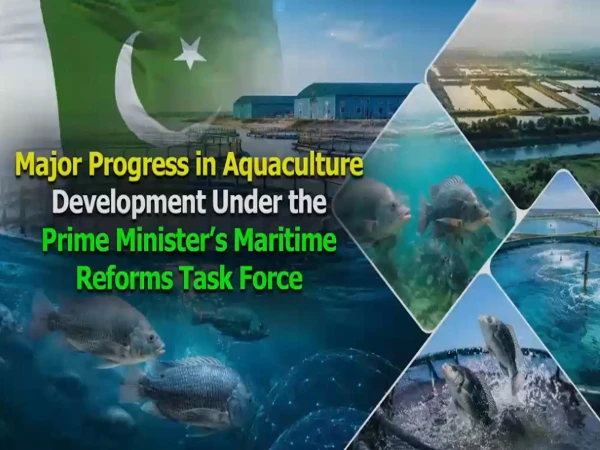 وزیراعظم ٹاسک فورس برائے بحری اصلاحات کے تحت جدید ایکوا کلچر کے ذریعے آبی زراعت کے فروغ میں اہم پیش رفت سامنے آئی ہے۔ وزیراعظم ٹاسک فورس برائے بحری اصلاحات جدید آبی زراعت، غذائی تحفظ اور برآمدات کے فروغ کے لیے عملی اقدامات کر رہی ہے۔ اس سلسلے میں سندھ کے ضلع ٹھٹھہ کے علاقے گھارو میں جدید ایکوا کلچر فارمز قائم کیے گئے ہیں۔ گھارو ایکوا کلچر فارمز میں ٹیلاپیا، پینگاسیئس اور دیگر اقسام کی مچھلیوں جدید طرز پر افزائش کی جا رہی ہے۔ فارمز میں پانی کے معیار، آکسیجن، خوراک اور بائیو سیکیورٹی کی مسلسل نگرانی سے مچھلیوں کی بہتر افزائش یقینی بنائی جا رہی ہے۔ اسی طرح پولی کلچر فارمنگ کے ذریعے ایک ہی فارم میں مختلف اقسام کی مچھلیوں کی افزائش سے پیداوار بڑھائی جا رہی ہے۔ گھارو میں پہلی بار ایکویریم میں پالی جانے والی مچھلیوں کی فارمنگ بھی متعارف کرائی گئی ہے۔ پاک گھارو اور ملائیشیا کی کمپنی جی کے ایکوا ایس ڈی این بی ایچ ڈی کے اشتراک سے پاکستان کی پہلی آل میل فریش واٹر جائنٹ پراون ہیچری قائم کی گئی ہے۔ منصوبے میں جدید مونو سیکس بریڈنگ ٹیکنالوجی کے ذریعے بڑے سائز، یکساں افزائش اور بہتر تجارتی پیداوار حاصل کی جا رہی ہے۔ یہ جھینگا ٹیلاپیا اور پینگاسیئس کے ساتھ بھی کامیابی سے پالا جا سکتا ہے، جس سے فارمز کی مجموعی پیداوار میں اضافہ ہوگا۔ منصوبے سے برآمدات کے نئے مواقع پیدا ہوں گے جبکہ کسانوں کی آمدن، جدید آبی زراعت اور قومی معیشت کو فروغ ملے گا۔